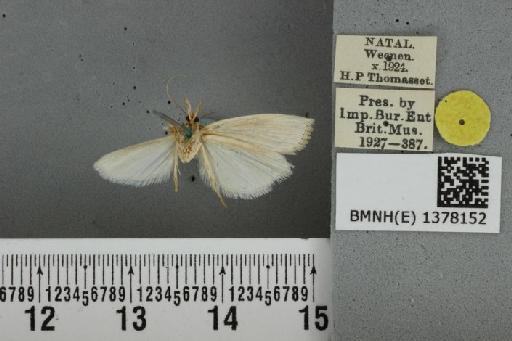 Calamotropha mesostrigalis (Hampson, 1919) - BMNH(E) 1378152 Chilo mesostrigalis Hampson ventral & labels