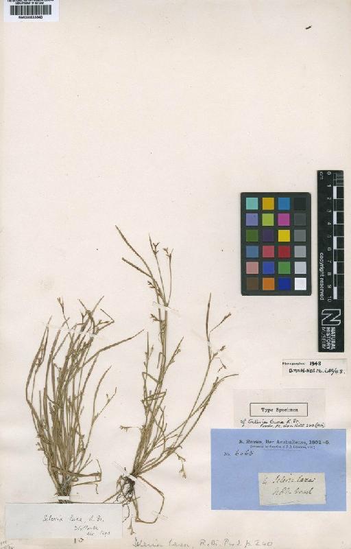 Scleria laxa R.Br. - BM000833640