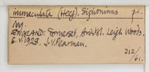 Siphoninus immaculata Heeger, 1856 - 013503487_additional