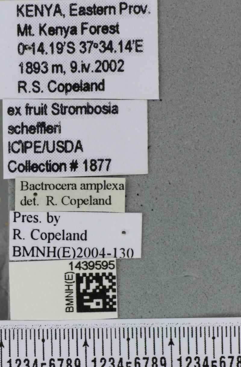 Bactrocera amplexa