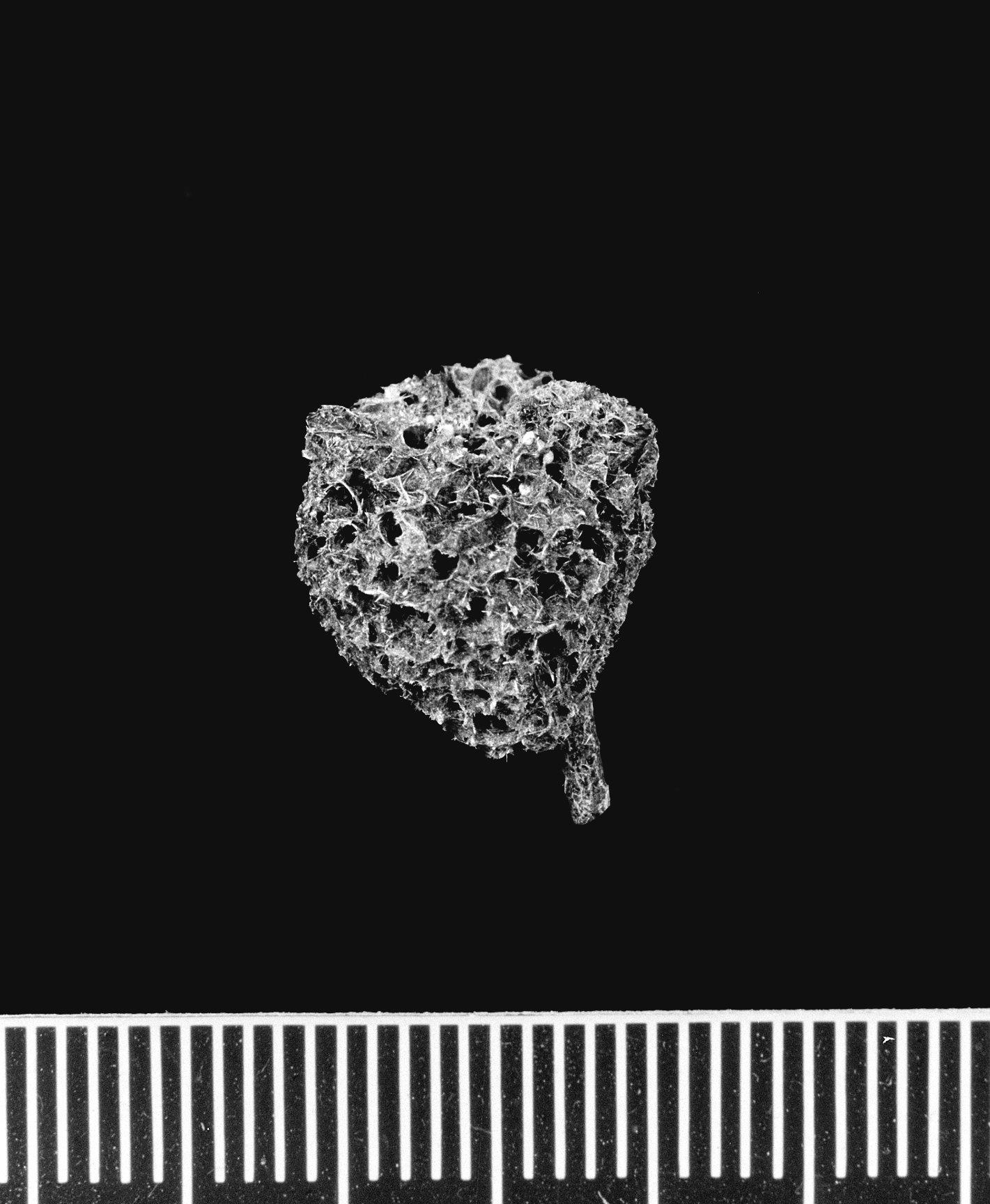 Ephydatia
