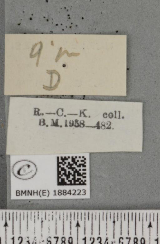 Selenia dentaria (Fabricius, 1775) - BMNHE_1884223_a_label_444524