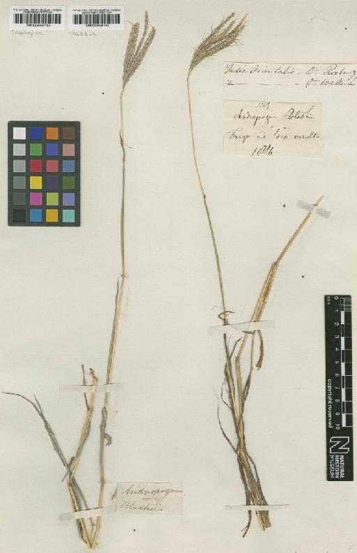 Dichanthium annulatum (Forssk.) Stapf - BM000959760