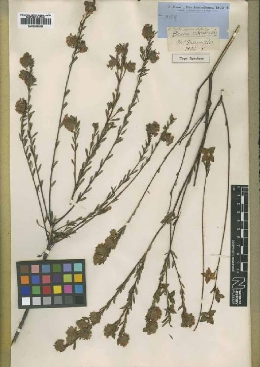 Pimelea spathulata Labill. - BM000895098