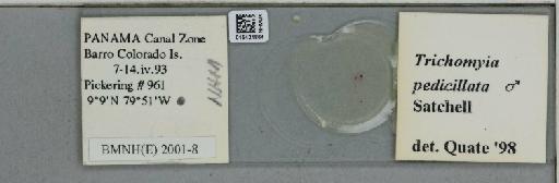 Trichomyia pedicillata Satchell, 1956 - 015421864_811399_1329235_157869_NoStatus