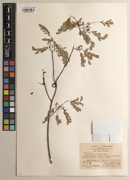 Dalbergia hancei Benth. - BM013405028