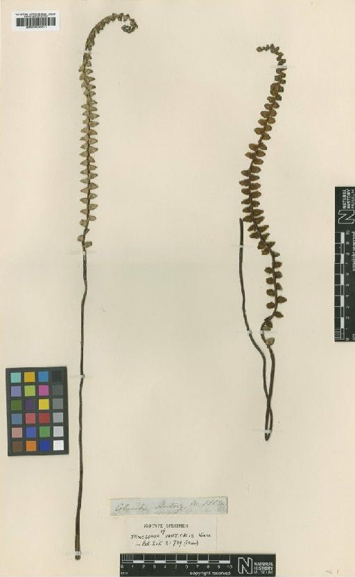 Jamesonia verticalis Kunze - BM000936671