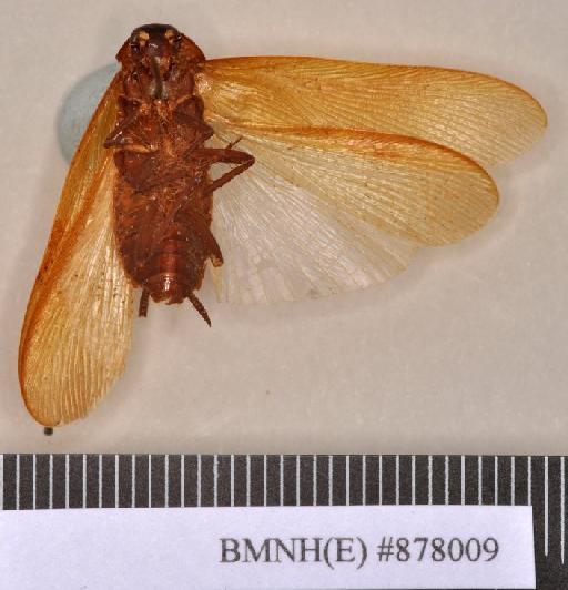 Pseudoderopeltis dispar Princis, 1963 - Pseudoderopeltis dispar Princis, 1963, male, holotype, ventral. Photographer: Heidi Hopkins. BMNH(E)#878009