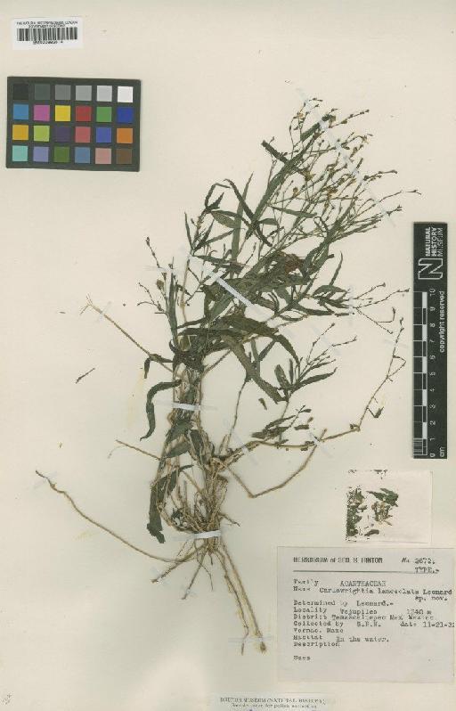 Carlowrightia lanceolata Leonard - BM000992514