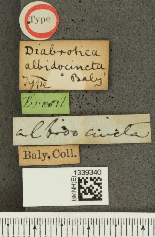 Isotes albidocincta (Baly, 1891) - BMNHE_1339340_label_22502