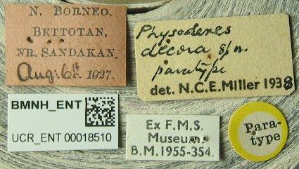 Physoderes decora Miller, N.C.E., 1940 - Physoderes decora-BMNH(E)1706230-Paratype female labels UCR_ENT 00018510