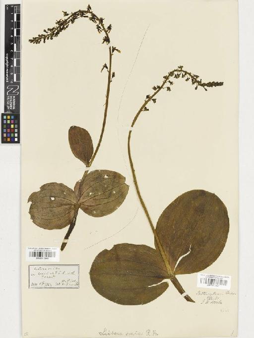 Neottia ovata (L.) Rich. - BM001117245