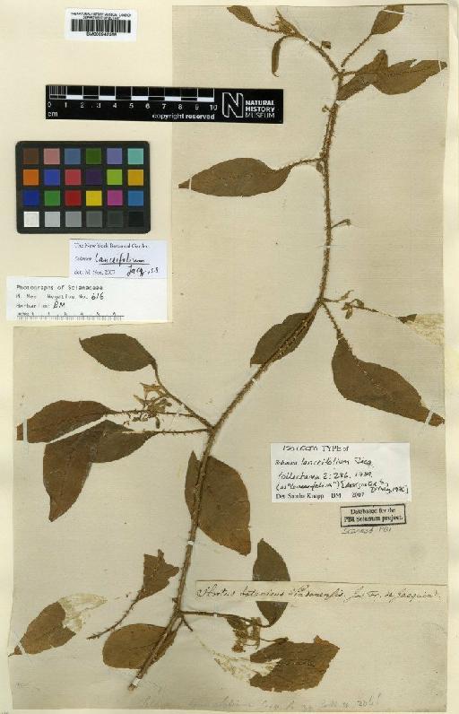 Solanum lanceifolium Jacq. - BM000942565