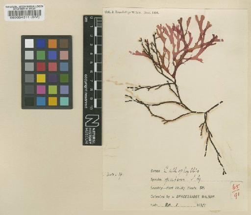 Callophyllis patens J.Agardh - BM000054811