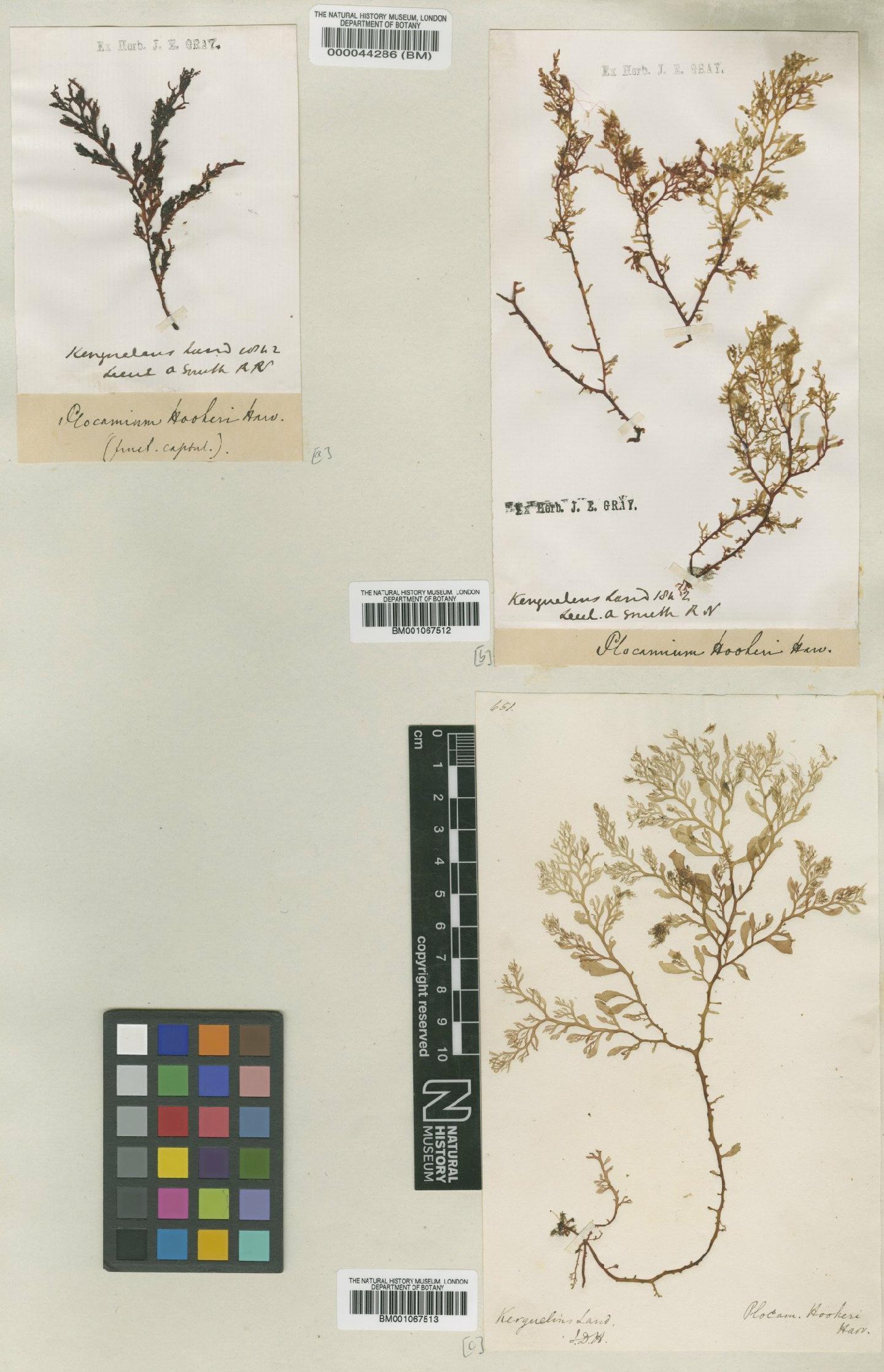 To NHMUK collection (Plocamium hookeri Harv.; NHMUK:ecatalogue:2298322)