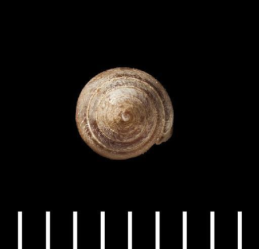 Ophicardelus (Laimodonta) layardi subterclass Tectipleura H. Adams & A. Adams, 1855 - Ophicardelus (Laimodonta) layardi Adams & A. Adams, 1854 - SYNTYPES - 196980