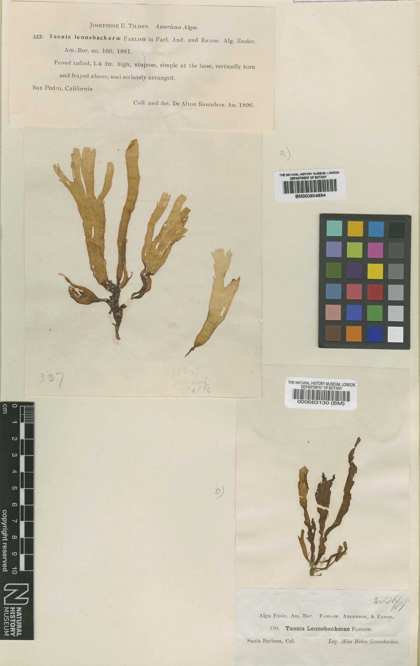 To NHMUK collection (Taonia lennebackerae Farl. ex J.Agardh; Syntype; NHMUK:ecatalogue:4524290)