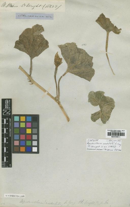 Apodanthera undulata A.Gray - BM000906032