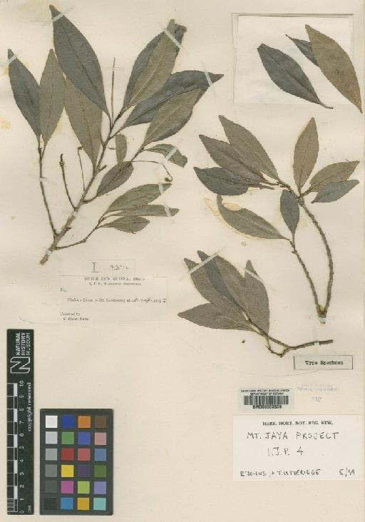 Ardisia denhamioides Moore - BM000603539