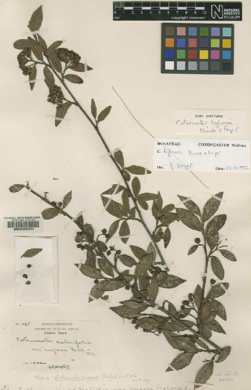 Cotoneaster hylmoei Flinck & J.Fryer - BM000602231