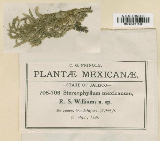 Stereophyllum mexicanum R.S.Williams - BM000961546