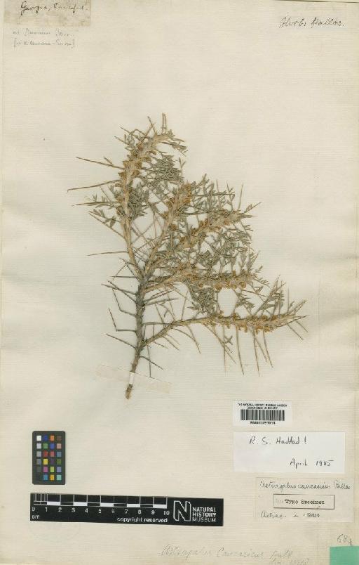 Astragalus caucasicus Pall. - BM000751014