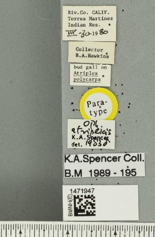 Ophiomyia atriplicis Spencer, 1984 - BMNHE_1471947_label_47014