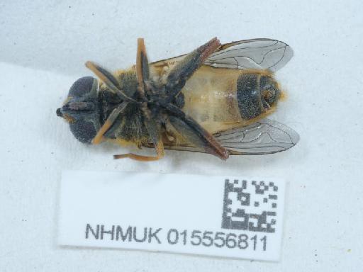 Helophilus (Helophilus) pendulus (Linnaeus, 1758) - 015556811_3