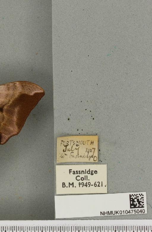 Smerinthus ocellata ocellata (Linnaeus, 1758) - NHMUK_010475040_label_525343