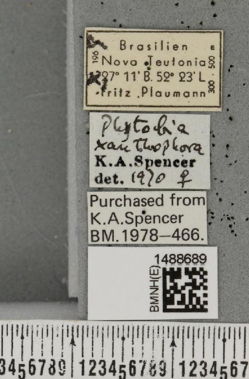 Phytobia xanthophora (Schiner, 1868) - BMNHE_1488689_label_52537