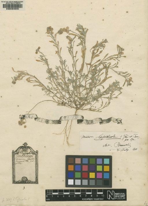 Clypeola jonthlaspi L. - BM000646254