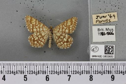 Chiasmia clathrata clathrata (Linnaeus, 1758) - BMNHE_1852632_424252