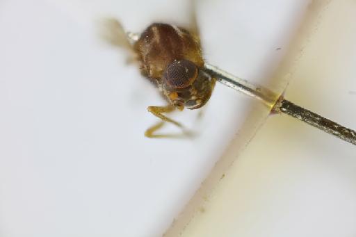 Austroleptis atriceps Malloch, 1932 - NHMUK014064153_Austroleptis_atriceps_HT_female_head.jpg