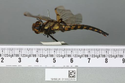 Libellula basilinea McLachlan, 1894 - 013322539_lateral