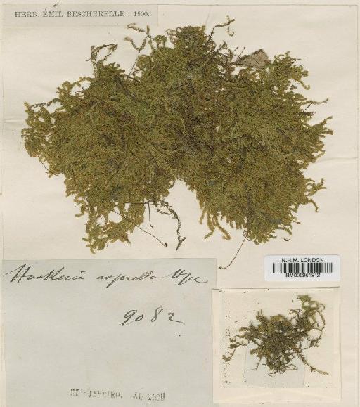 Hookeriopsis asprella (Hampe) Broth. - BM000961912