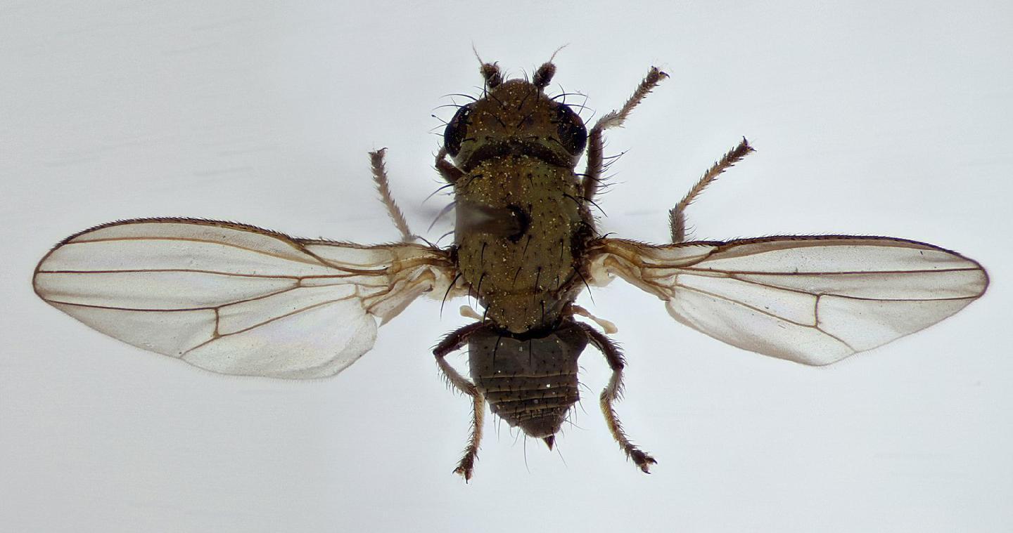 Canace nasica thumbnail