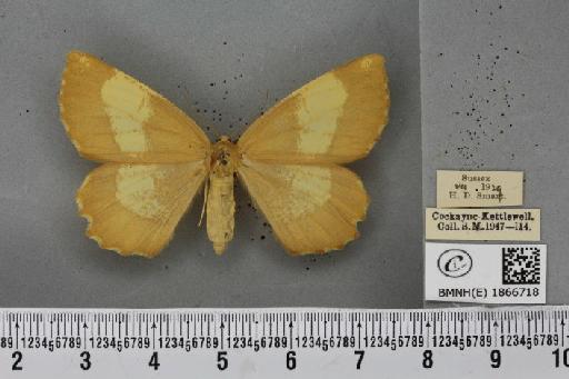 Angerona prunaria ab. aureocincta Oberthür, 1912 - BMNHE_1866718_431332