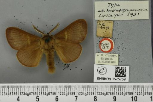 Macrothylacia rubi ab. monogrammica Cockayne, 1951 - BMNHE_1525769_196505