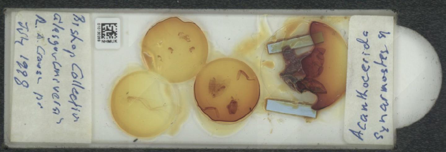 Synarmostes