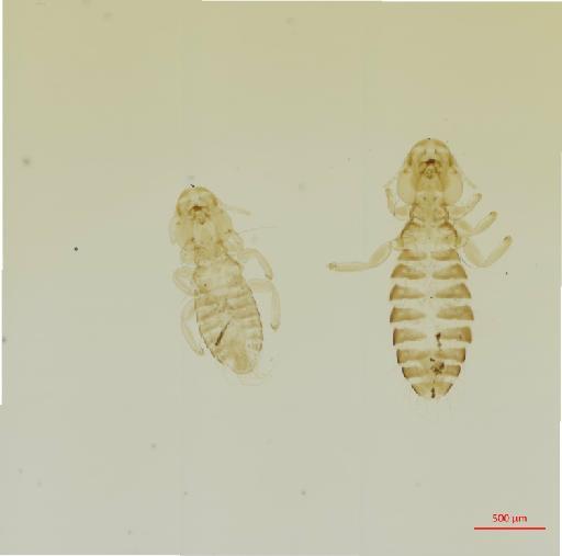 Paragoniocotes semicingulatus Piaget, 1890 - 010683262__2017_08_09-Scene-1-ScanRegion0