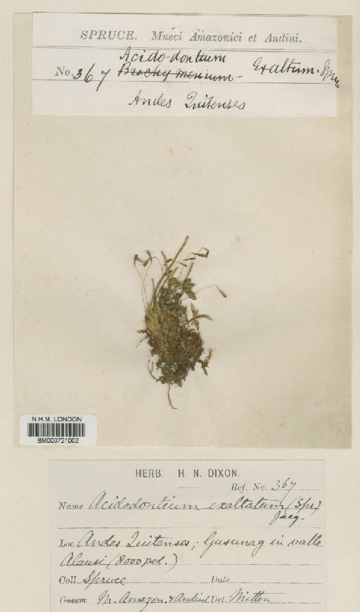 Acidodontium exaltatum (Spruce ex Mitt.) A.Jaeger - BM000721002