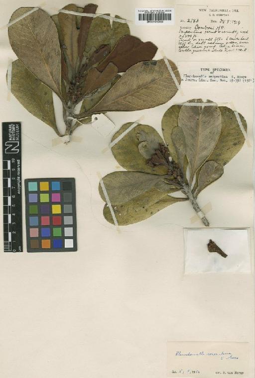 Planchonella lauracea (Baill.) Dubard - BM001015922