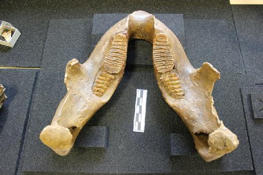 Mammuthus trogontherii (Pohlig, 1885) - PV M 1576a Mammuthus trogontherii