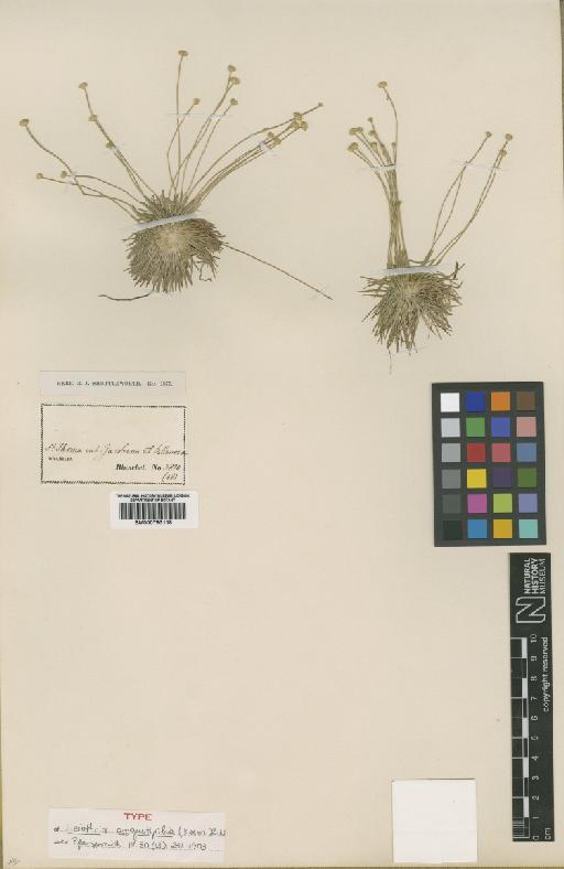 Leiothrix angustifolia (Körn.) Ruhland - BM000793118