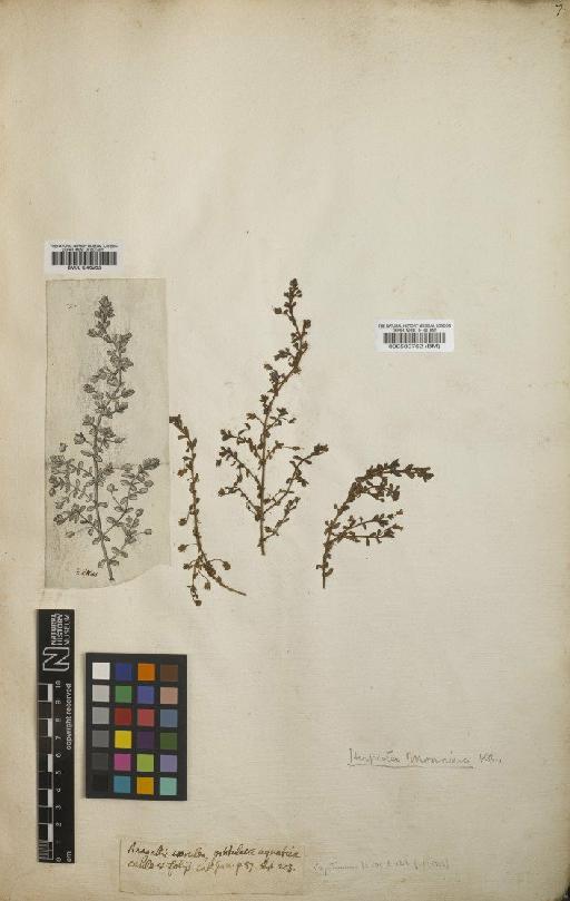 Lysimachia monnieri L. - BM000589762