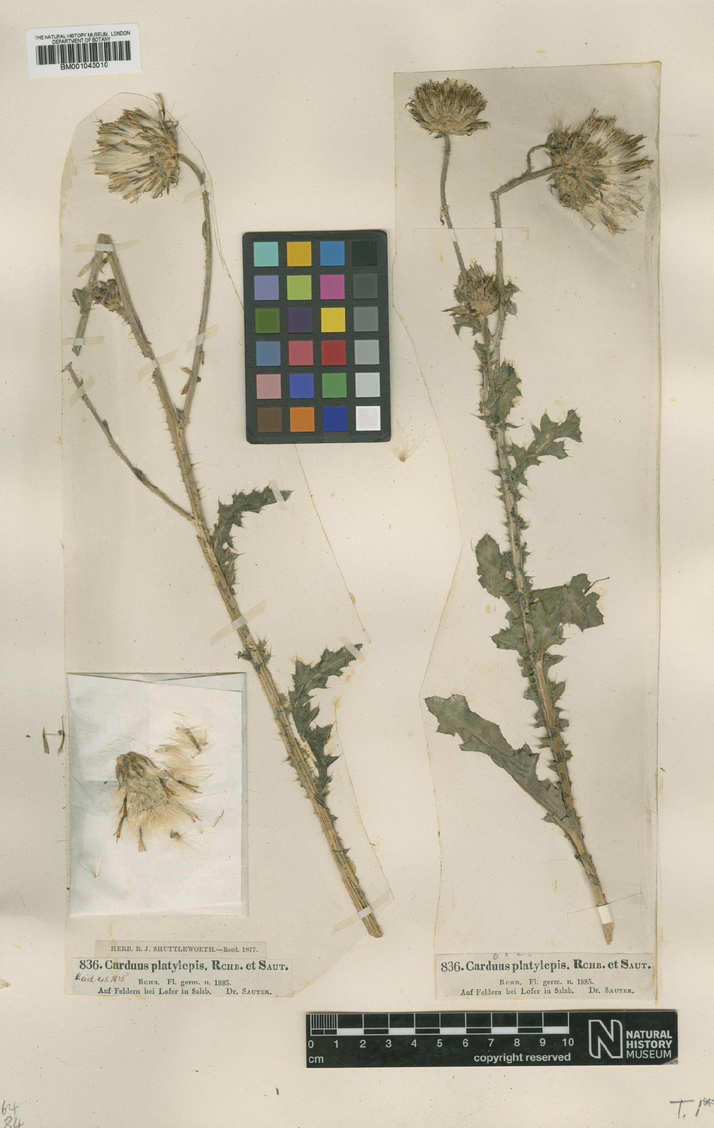 To NHMUK collection (Carduus nutans subsp. platylepis Rchb. & Saut.; Type; NHMUK:ecatalogue:1954388)