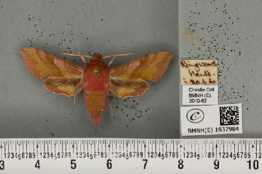 Deilephila porcellus (Linnaeus, 1758) - BMNHE_1637984_207037