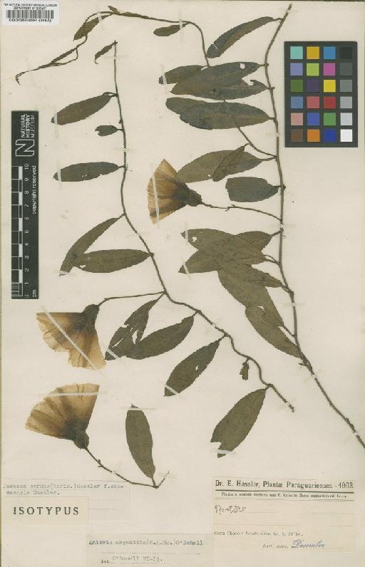 Aniseia argentina (N.E.Br.) O'Donell - BM000089499