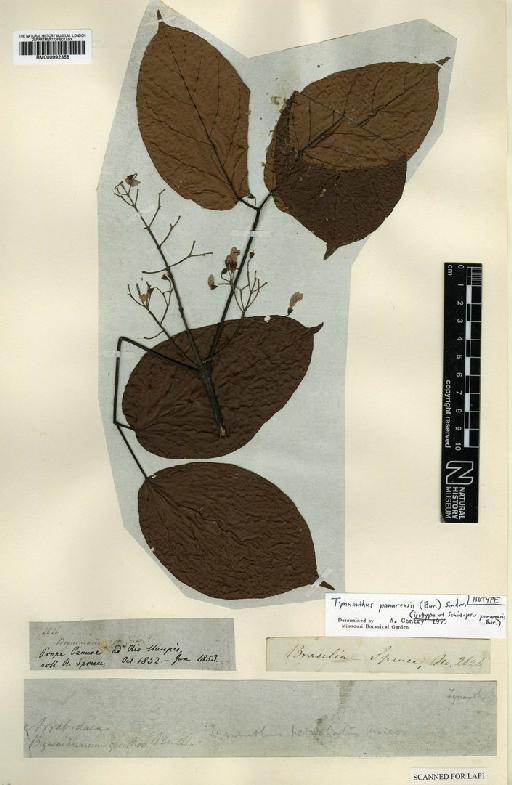 Tynanthus panurensis (Bureau) Sandwith - BM000992358