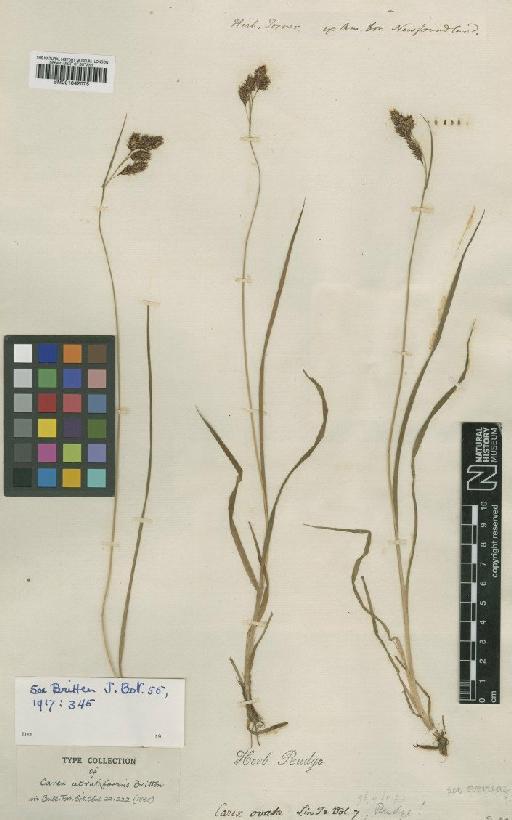 Carex atratiformis Britton - BM001042075